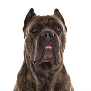 Meet your Posher, Corey